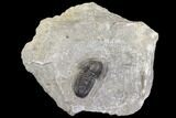 Detailed Gerastos Trilobite Fossil - Morocco #141678-5